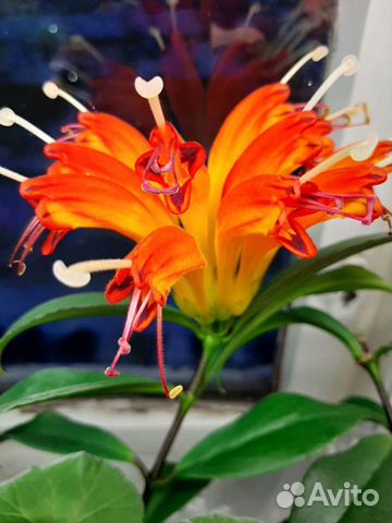 Эсхинантус