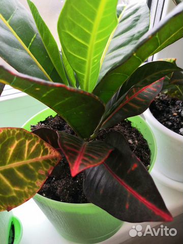 Цветок Кротон Петра