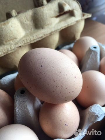 Инкубационное яйцо Цыплята
