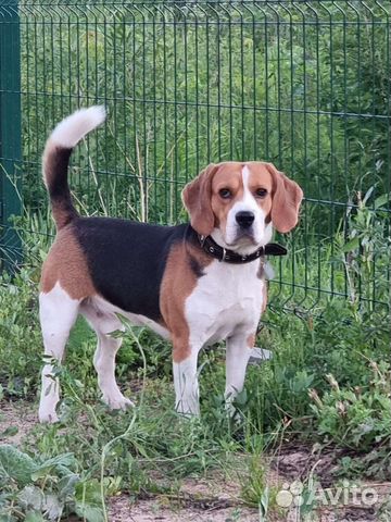 Бигль вязка