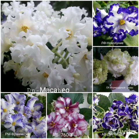 Фиалка,детки сортовых фиалок