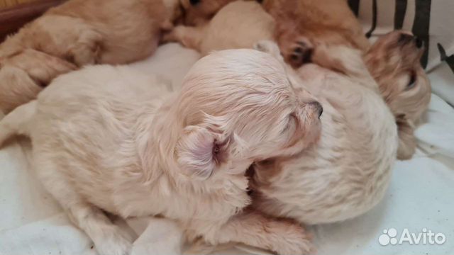 Мини мальтипу