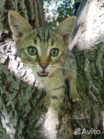 Европейская кошка