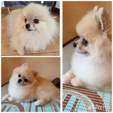 Груминг (стрижка и уход за собаками)