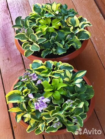 Миниатюрные хосты серии маус