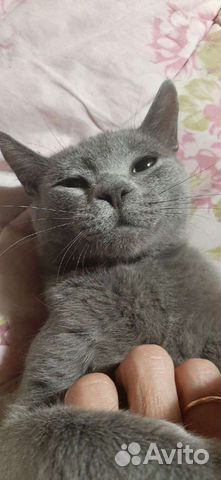 русская голубая кошка в омске