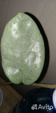 Хойи разные