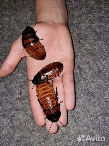 Скорпионы, мадагаскарские тараканы