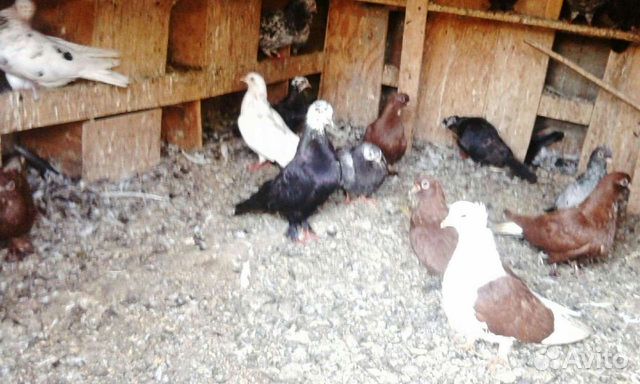 Продажа бакинских голубь