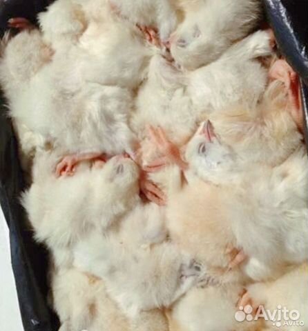 Цыплята замороженные на корм животным