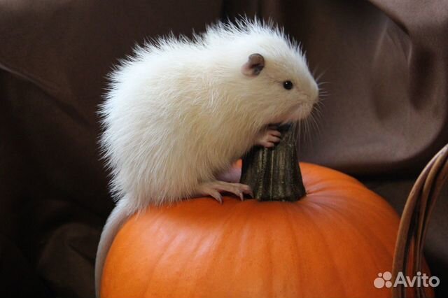 Нутрия домашний питомец