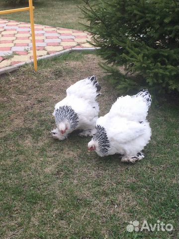 Инкубационное яйцо и цыплята Брама