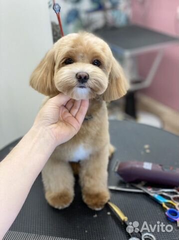 Стрижка собак