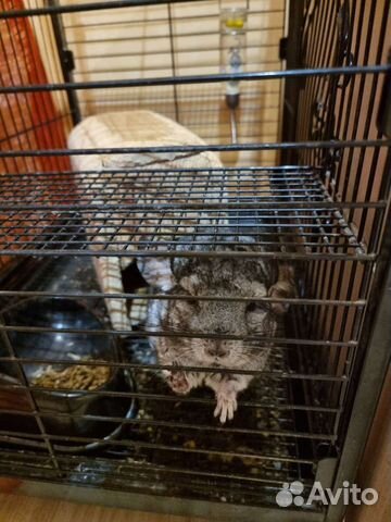 Шиншилла с Клеткой