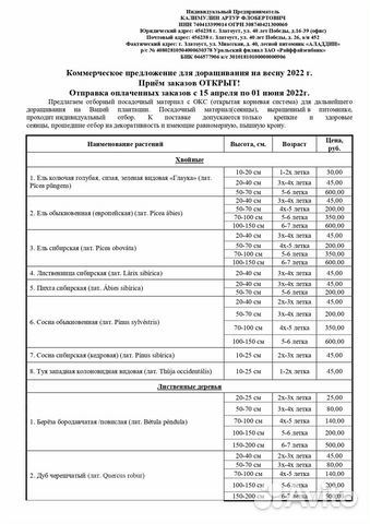 Саженцы Девичьего винограда (окс), на доращивание