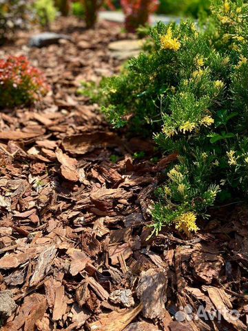 Кора сибирской лиственницы