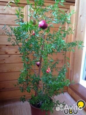 Гранат комнатный Гранат комнатный