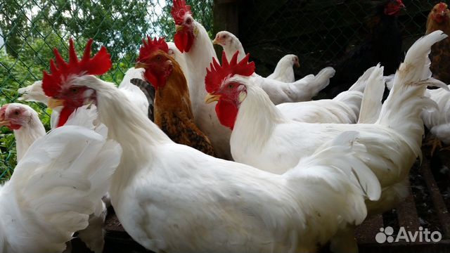 Продам яйцо инкубационное, куры, гуси, утки купить на Зозу.ру - фотография № 3