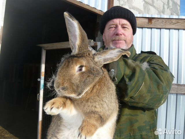 Кролики породы фландр