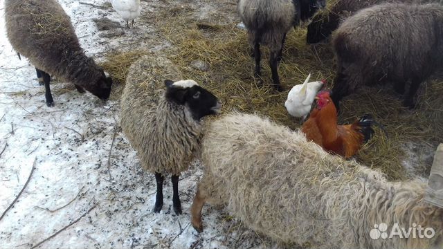 Продажа овец, баранов и ягнят для разведения купить на Зозу.ру - фотография № 3
