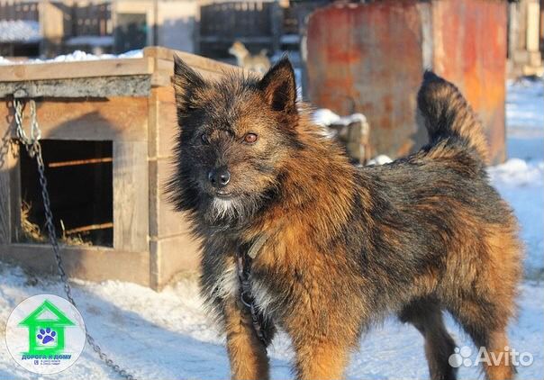 Верная собака Хлоя купить на Зозу.ру - фотография № 1