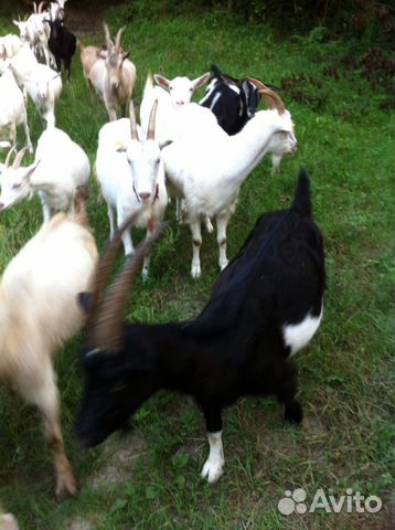 Продаются козы купить на Зозу.ру - фотография № 4