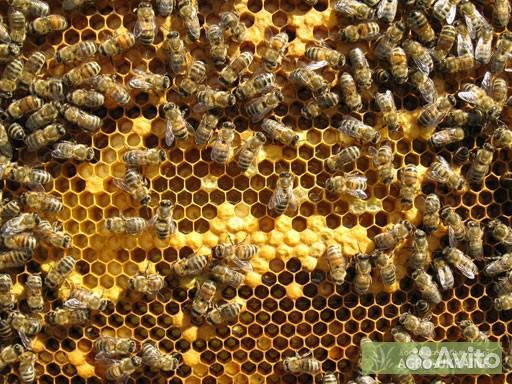 Пчелопакеты, пчелосемьи купить на Зозу.ру - фотография № 3