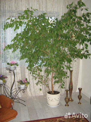 Фикус Бенджамина Фикус Бенджамина