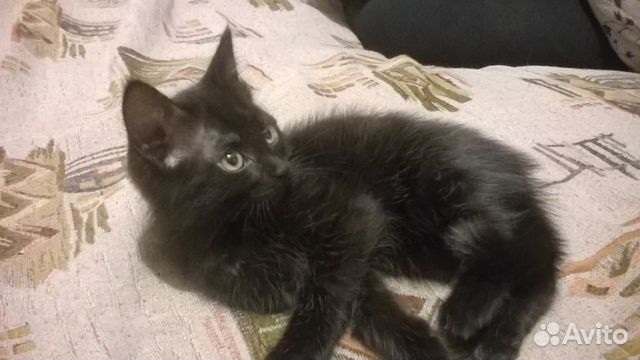 Черный Кот Новый Год
