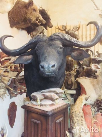 Мини бар,буйвол на тумбе