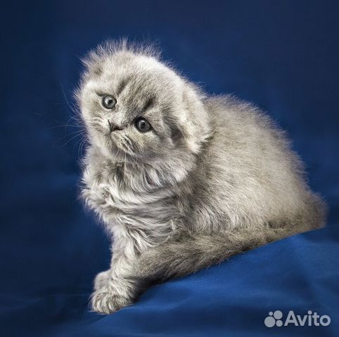 Шотландская Вислоухая Длинношерстная Кошка Фото