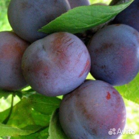 Саженцы сливы Ренклод Советский Саженцы сливы Ренклод Советский