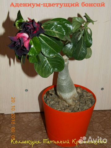 Адениум-цветущий бонсай