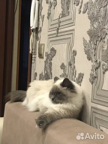 Ищем кота для вязки, порода Невская Маскарадная купить на Зозу.ру - фотография № 2