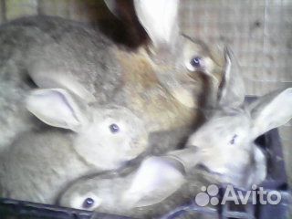 Крупные кролики и крольчата мясных пород купить на Зозу.ру - фотография № 3