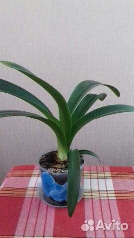 Гиппеаструм розовый Гиппеаструм розовый