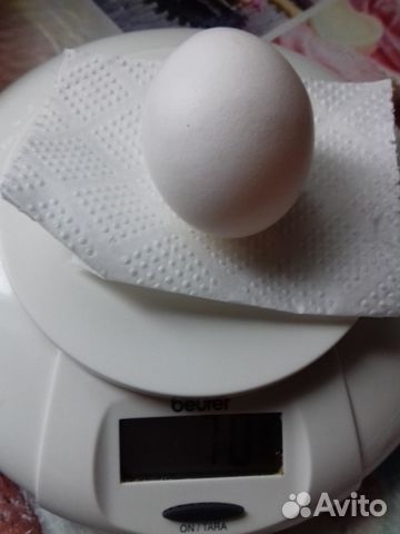 Яйцо инкубационное от домашних курочек купить на Зозу.ру - фотография № 4