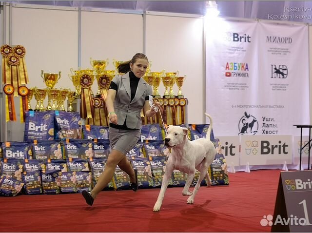 Хендлер, показ на выставке
