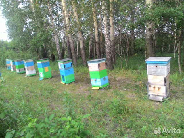 Пчелопакеты и пчелосемьи купить на Зозу.ру - фотография № 3