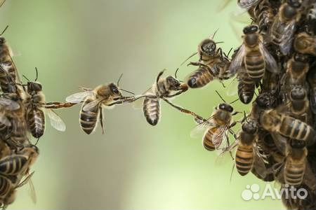 Продаю пчелосемьи, ульи и рамки дадановские (сушь)