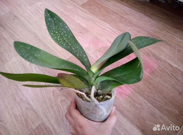 Орхидея Brown bear