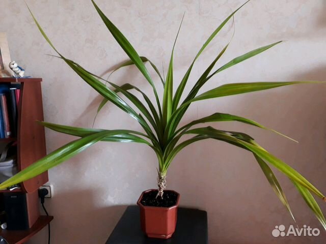 Пальма (Панданус)