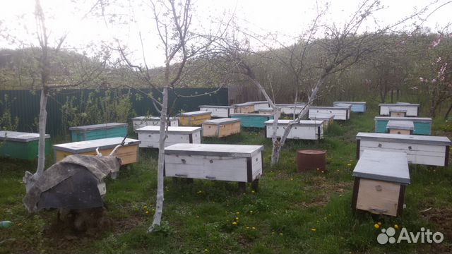 Пчёлы. Пчелопакеты. Улики для разведения пчёл купить на Зозу.ру - фотография № 4