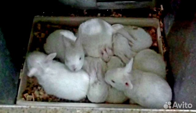 Продам кроликов мясных пород от 45 дней и старше купить на Зозу.ру - фотография № 2