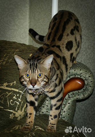 Вязка. Крупный кот F5 купить на Зозу.ру - фотография № 3