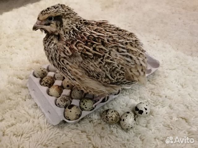 Инкубационное яйцо перепелов