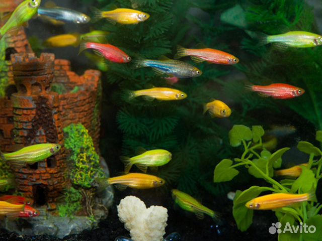 Продам аквариумных рыбок купить на Зозу.ру - фотография № 2
