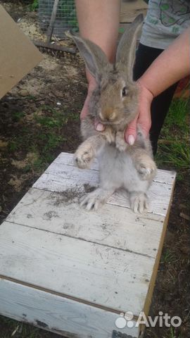 Продам кроликов порода Фландр