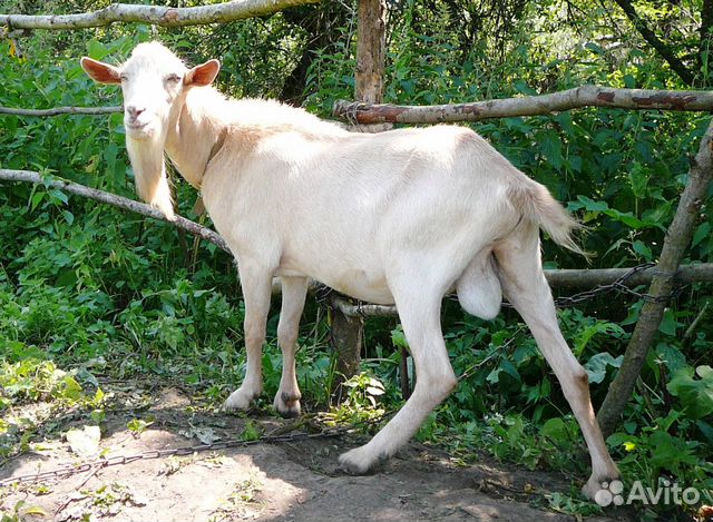 Козёл на племя от 8-литровой козы