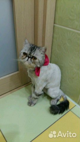 Стрижка собак мелких пород и котов